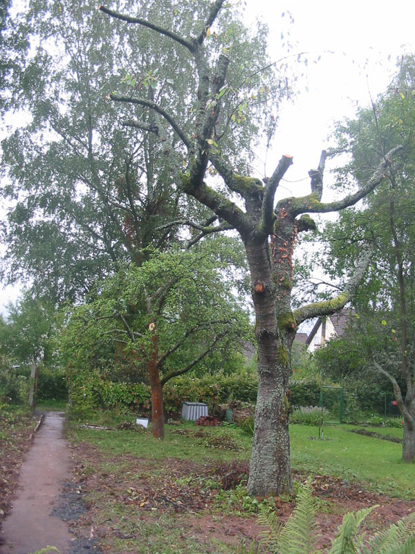 Baumschnitt Die Naturgärtnerin