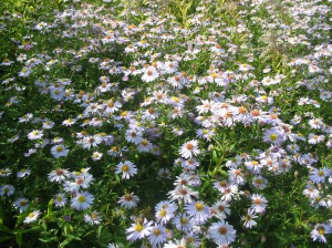 Astern im Garten nebenan