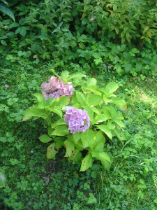 die kleine Hortensie blüht