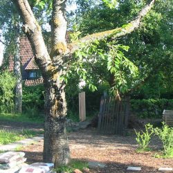 altes Tor am Apfelbaum