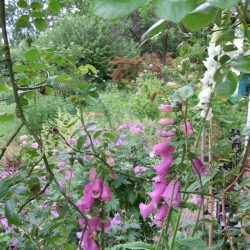 Fingerhut – Digitalis purpurea "Excelsior"