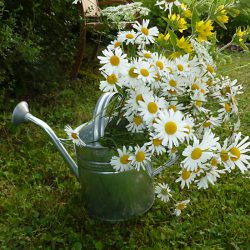 geschnittene Blumen in der Gießkanne