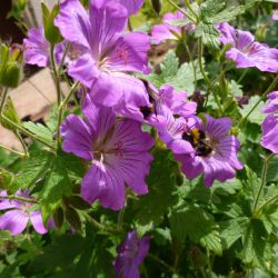 Storchschnabel - Geranium Gracile-Hybride "Sirak"