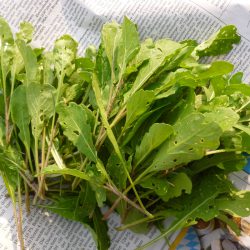 Rucola-Ernte