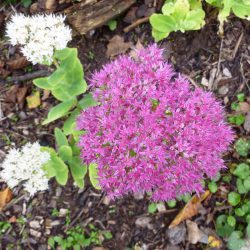 weiße Fetthenne mixt weiße und rosa Blüten