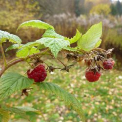 reife Himbeeren Mitte November