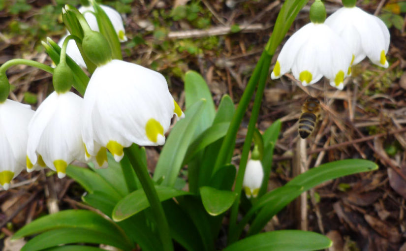 Blüten Mitte März