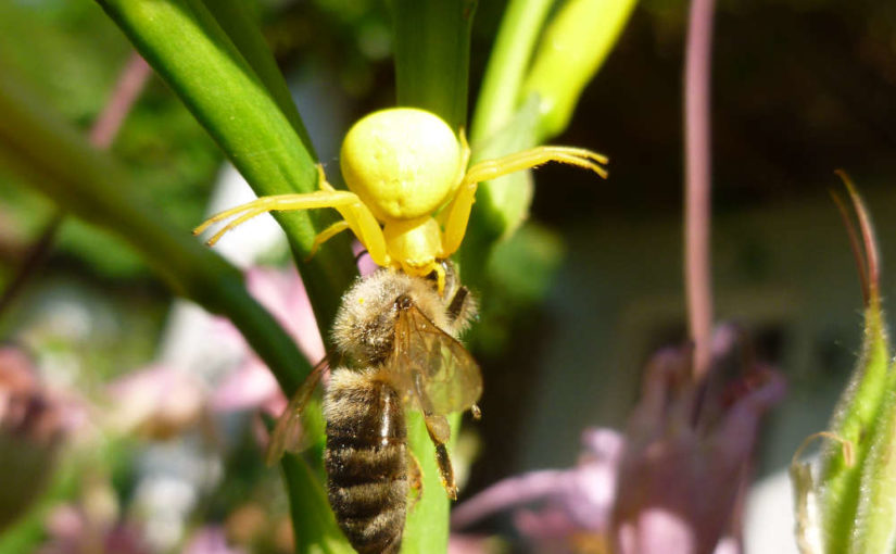 Veränderliche Krabbenspinne mit Beute