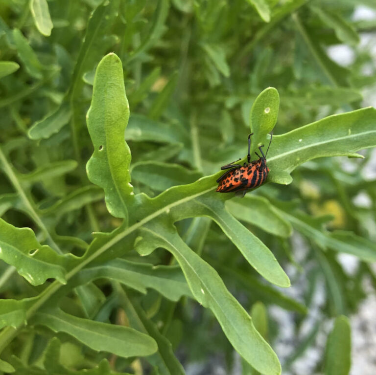 Insekten-Sommer – Die Naturgärtnerin