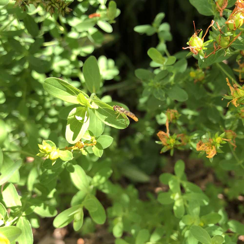 Insekten-Sommer – Die Naturgärtnerin