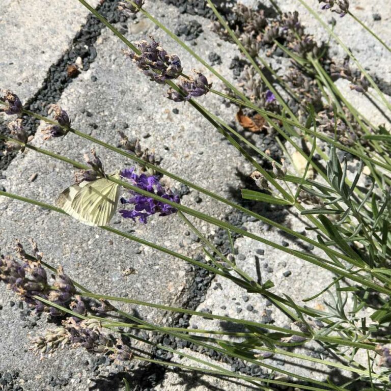 Warum Fliegen Wwspen In Den Salat Insekten-Sommer – Die Natur
gärtnerin