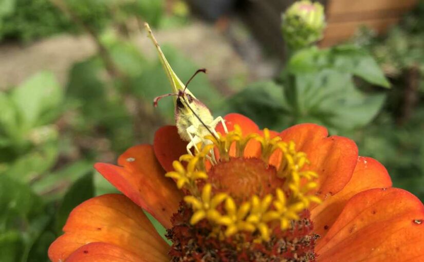 Insekten-Sommer