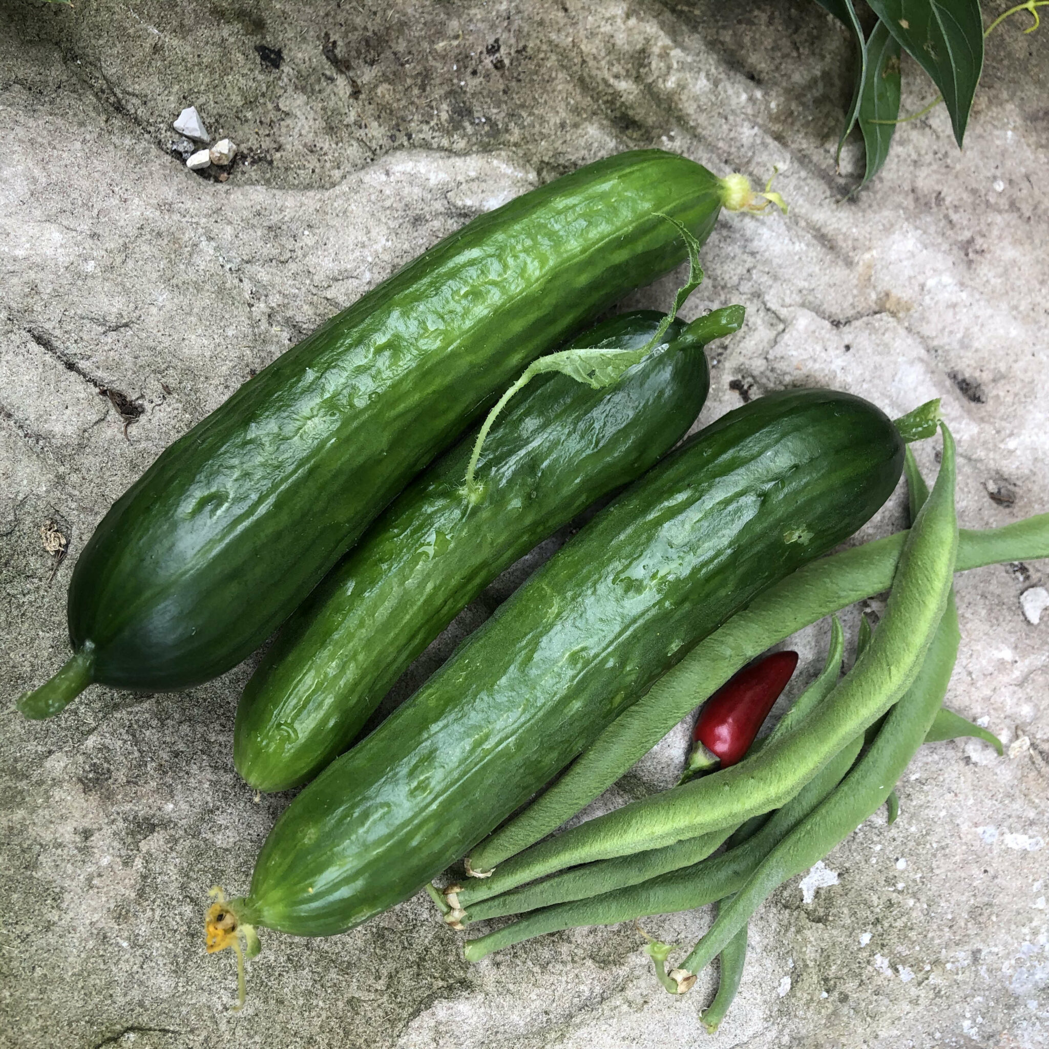 Gemüse-Ernte – Gurke, Zucchini, Paprika – Die Naturgärtnerin