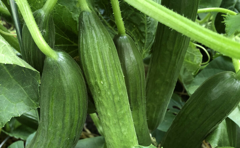 Gemüse-Ernte – Gurke, Zucchini, Paprika