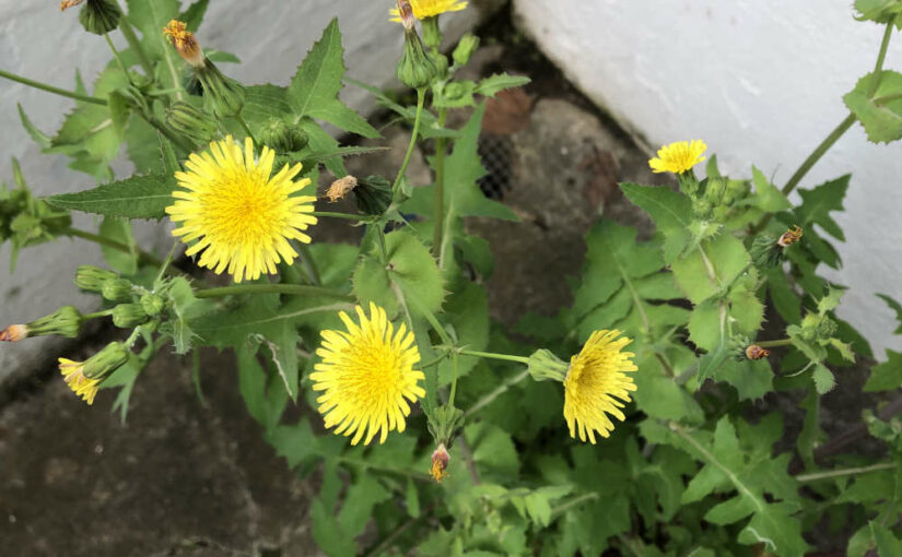 Wildwuchs im Beton: Gemüse-Gänsedistel