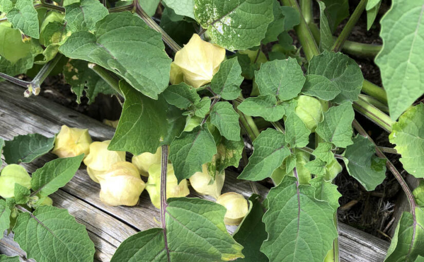 Obst- und Gemüseernte in diesem Sommer