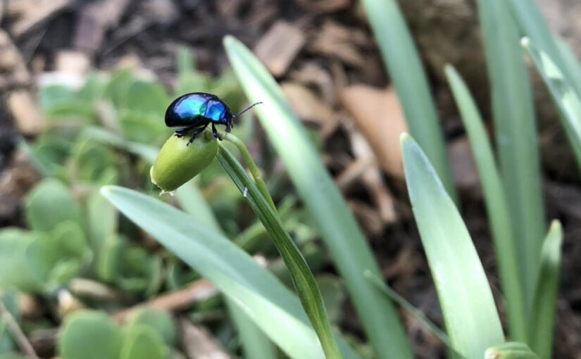 Blauer Blattkäfer